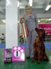 Contario Ode Camelot (Квинт) Лучший представитель породы и Лучшая собака 7 группы (г.Новосибирск), 16 месяцев